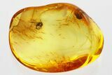 Detailed Fossil Winged Ant (Myrmicinae) In Baltic Amber #349387-1